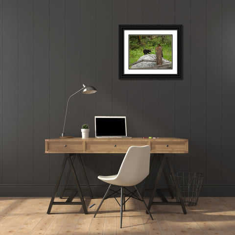 Bear Cub On Rock Black Ornate Wood Framed Art Print with Double Matting by Galloimages Online