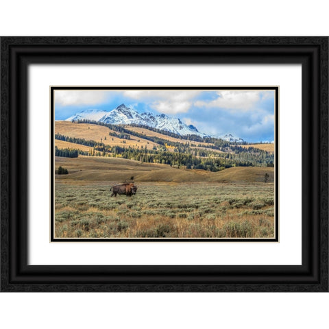 Bison By Electric Peak (YNP) Black Ornate Wood Framed Art Print with Double Matting by Galloimages Online
