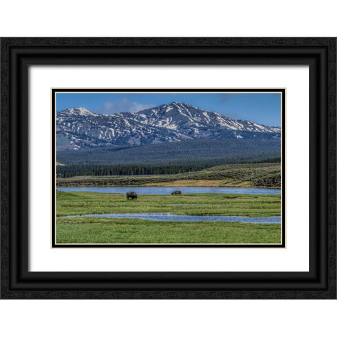 Bison By River Black Ornate Wood Framed Art Print with Double Matting by Galloimages Online