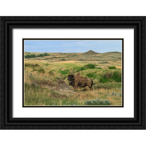 Bison In North Dakota Landscape Black Ornate Wood Framed Art Print with Double Matting by Galloimages Online