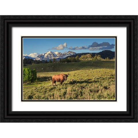 Bison In Yellowstone Black Ornate Wood Framed Art Print with Double Matting by Galloimages Online