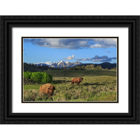 Bison With Mountains (YNP) Black Ornate Wood Framed Art Print with Double Matting by Galloimages Online