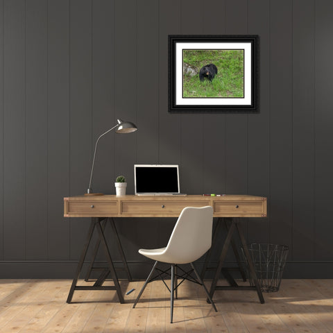 Black Bear (YNP) Black Ornate Wood Framed Art Print with Double Matting by Galloimages Online