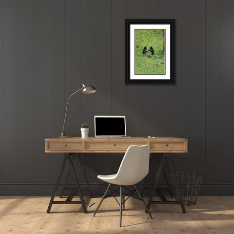 Black Bear Cubs (YNP) Black Ornate Wood Framed Art Print with Double Matting by Galloimages Online