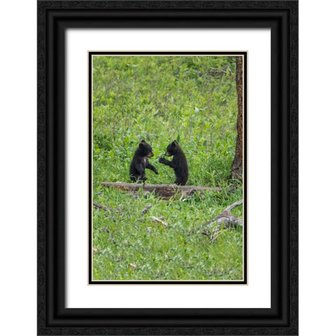 Black Bear Cubs (YNP) Black Ornate Wood Framed Art Print with Double Matting by Galloimages Online