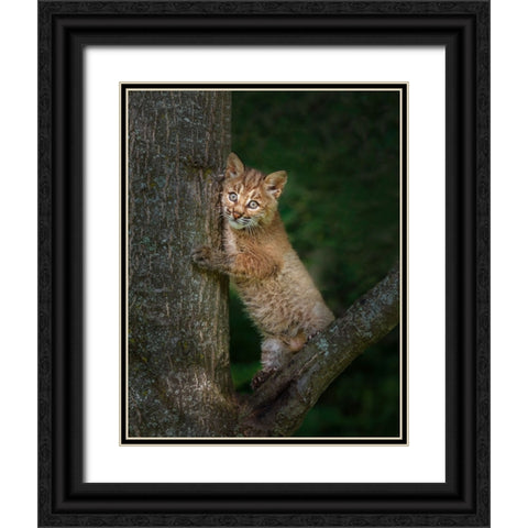 Bobcat Kitten Poses Against Tree Trunk Black Ornate Wood Framed Art Print with Double Matting by Galloimages Online