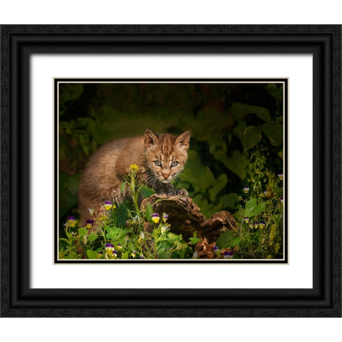 Bobcat Kitten Poses On Log Black Ornate Wood Framed Art Print with Double Matting by Galloimages Online
