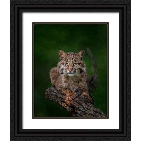 Bobcat Poses On Tree Branch 2 Black Ornate Wood Framed Art Print with Double Matting by Galloimages Online
