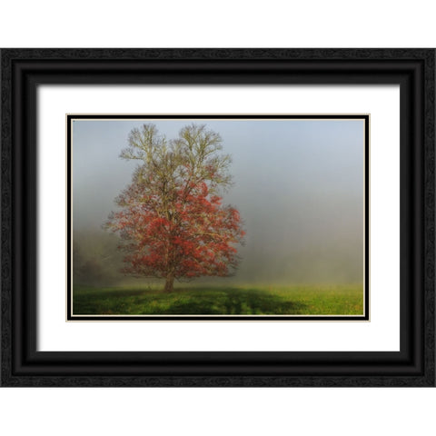 Cades Cove Tree Black Ornate Wood Framed Art Print with Double Matting by Galloimages Online