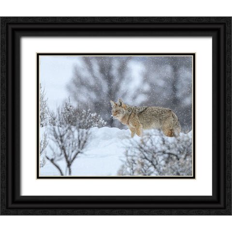 Coyote In Snow Black Ornate Wood Framed Art Print with Double Matting by Galloimages Online