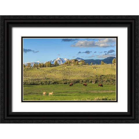 Lamar Valley - Pronghorn And Bison Black Ornate Wood Framed Art Print with Double Matting by Galloimages Online