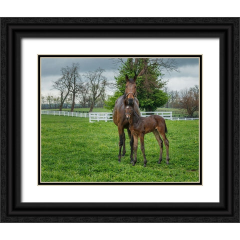 Mare And Foal 2 Black Ornate Wood Framed Art Print with Double Matting by Galloimages Online