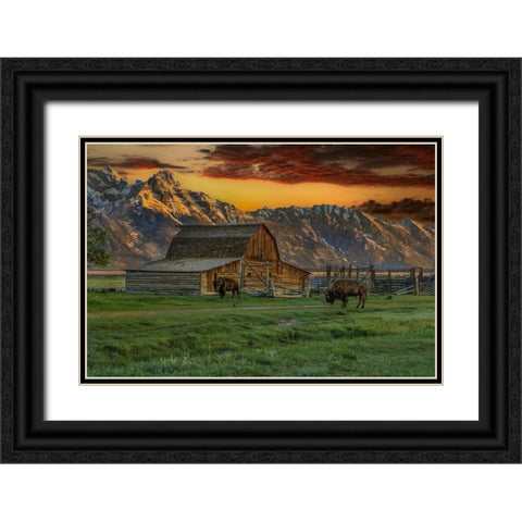 Moulton Barn At Sunrise With Bison Black Ornate Wood Framed Art Print with Double Matting by Galloimages Online