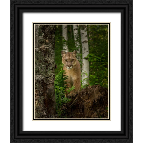 Mountain Lion Forest Pose Black Ornate Wood Framed Art Print with Double Matting by Galloimages Online