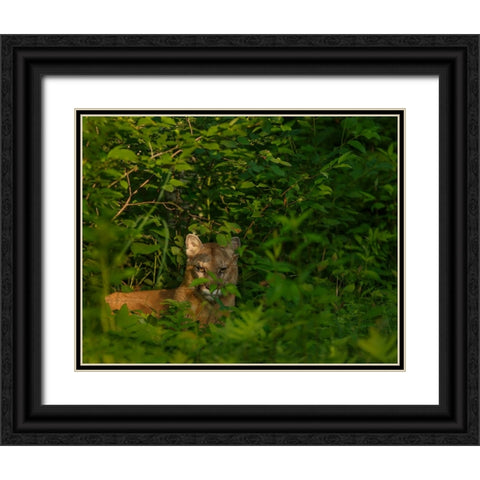 Mountain Lion Lurks In Bush Black Ornate Wood Framed Art Print with Double Matting by Galloimages Online