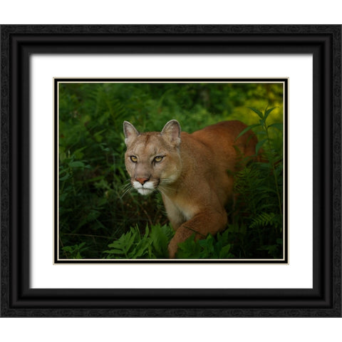 Mountain Lion On The Prowl Black Ornate Wood Framed Art Print with Double Matting by Galloimages Online