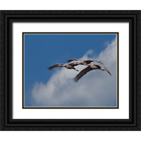 Sandhill Crane 3 Oil Paint Black Ornate Wood Framed Art Print with Double Matting by Galloimages Online