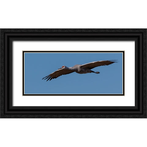 Sandhill Crane In Flight Black Ornate Wood Framed Art Print with Double Matting by Galloimages Online