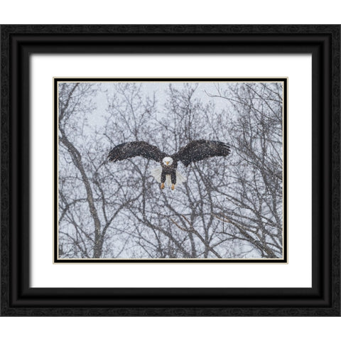 Snowy Eagle Black Ornate Wood Framed Art Print with Double Matting by Galloimages Online