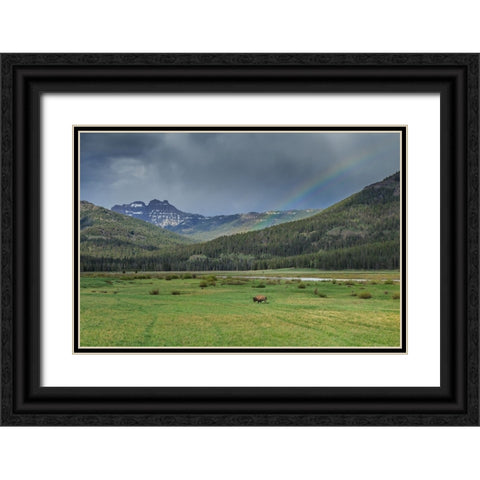 Yellowstone Bison With Rainbow Black Ornate Wood Framed Art Print with Double Matting by Galloimages Online