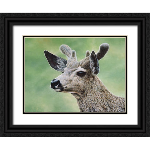 Mule Deer In Velvet Black Ornate Wood Framed Art Print with Double Matting by Tift, Jeff