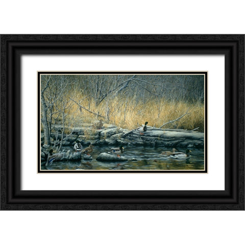Early Morning Mallards Black Ornate Wood Framed Art Print with Double Matting by Tift, Jeff
