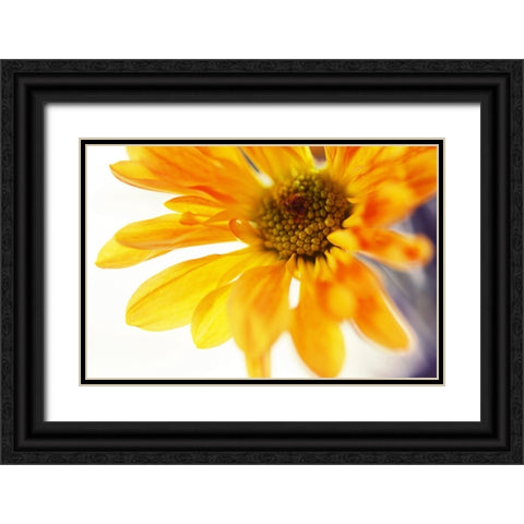 A Little Bit Sun in the Cold Time Black Ornate Wood Framed Art Print with Double Matting by Jenny Rainbow Fine Art