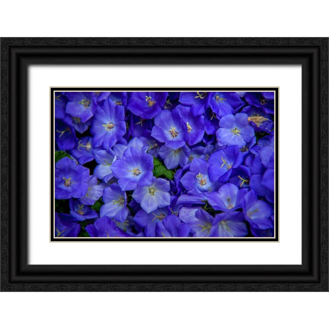 Blue Bells Carpet at Amsterdam Floral Market Black Ornate Wood Framed Art Print with Double Matting by Jenny Rainbow Fine Art