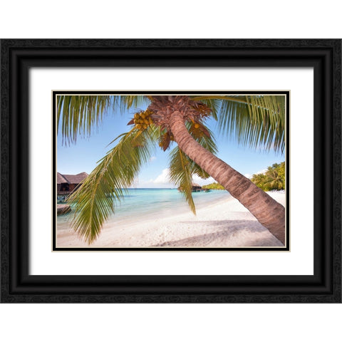Bowed Palm Black Ornate Wood Framed Art Print with Double Matting by Jenny Rainbow Fine Art
