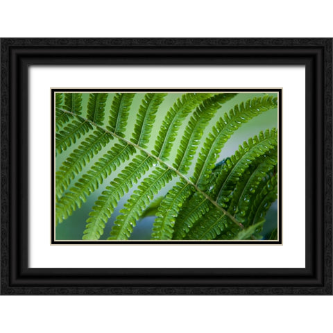 Healing Art Fern Leaf After Rain Black Ornate Wood Framed Art Print with Double Matting by Jenny Rainbow Fine Art
