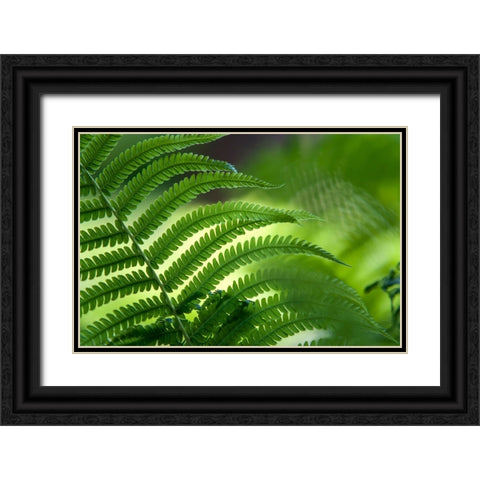 Healing Art Fern Leaf Black Ornate Wood Framed Art Print with Double Matting by Jenny Rainbow Fine Art