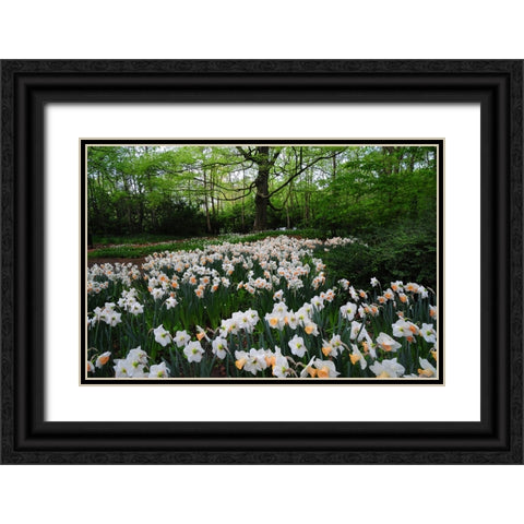 Keukenhof Botanical Daffodils Garden Black Ornate Wood Framed Art Print with Double Matting by Jenny Rainbow Fine Art