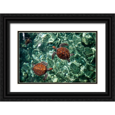Sea Turtles in Crystal Water Black Ornate Wood Framed Art Print with Double Matting by Jenny Rainbow Fine Art