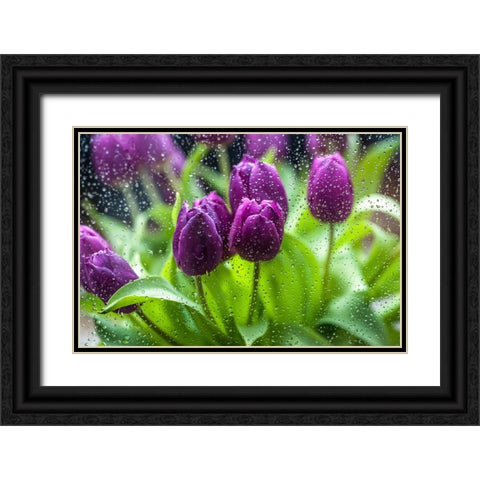 Purple Tulips in Rain Black Ornate Wood Framed Art Print with Double Matting by Jenny Rainbow Fine Art