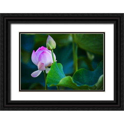 Graceful Lotus Black Ornate Wood Framed Art Print with Double Matting by Jenny Rainbow Fine Art