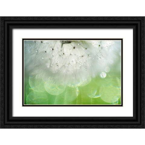 Mr Dandelion Inner Light Black Ornate Wood Framed Art Print with Double Matting by Jenny Rainbow Fine Art
