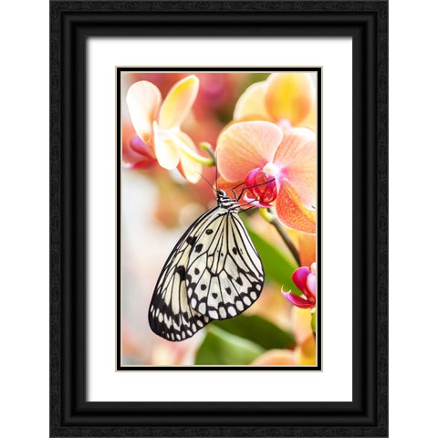Paper Kite Tropical Butterfly 2 Black Ornate Wood Framed Art Print with Double Matting by Jenny Rainbow Fine Art