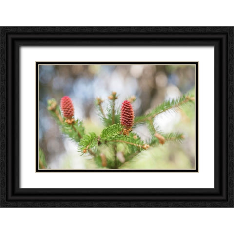 Pine Cones in Spring Time Black Ornate Wood Framed Art Print with Double Matting by Jenny Rainbow Fine Art