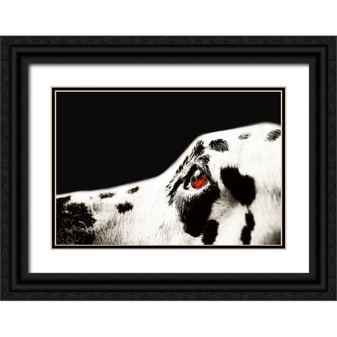 The Amber Eye of Dalmatian Dog Black Ornate Wood Framed Art Print with Double Matting by Jenny Rainbow Fine Art