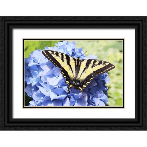 Butterfly on Flower Black Ornate Wood Framed Art Print with Double Matting by Schell, Jennie Marie
