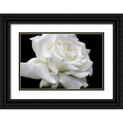 Rose White 3 Black Ornate Wood Framed Art Print with Double Matting by Schell, Jennie Marie