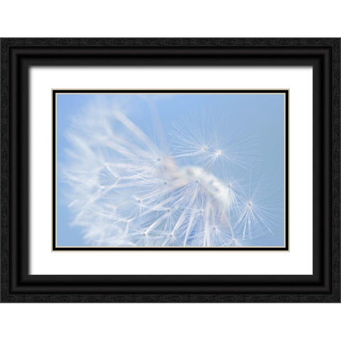 Blue Dandelion Flower Black Ornate Wood Framed Art Print with Double Matting by Schell, Jennie Marie