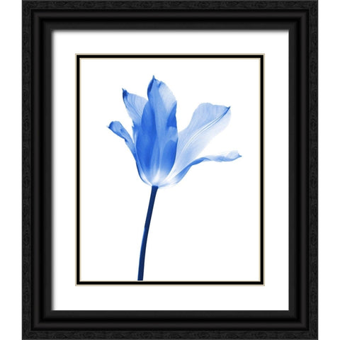 Blue Tulip Flower Black Ornate Wood Framed Art Print with Double Matting by Schell, Jennie Marie