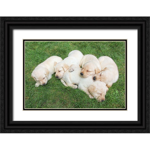 Dog Lab Puppies Black Ornate Wood Framed Art Print with Double Matting by Schell, Jennie Marie