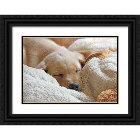 Dog Lab Puppy Sleeping Black Ornate Wood Framed Art Print with Double Matting by Schell, Jennie Marie