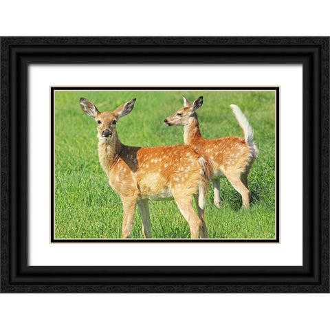 Fawn Twins Black Ornate Wood Framed Art Print with Double Matting by Schell, Jennie Marie