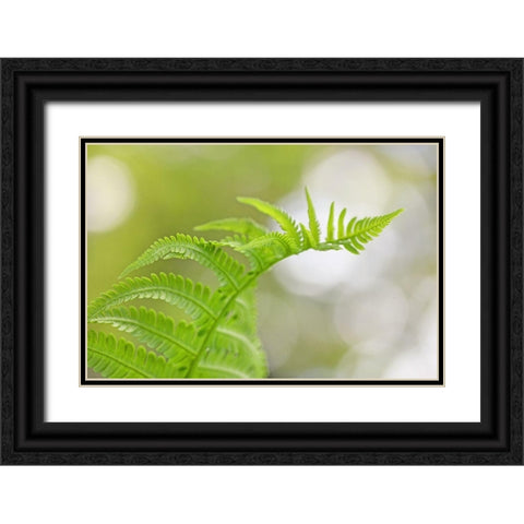 Plant Fern Nature Black Ornate Wood Framed Art Print with Double Matting by Schell, Jennie Marie