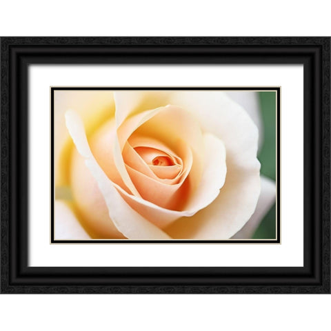 Rose Orange 5 Black Ornate Wood Framed Art Print with Double Matting by Schell, Jennie Marie