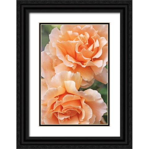 Rose Orange 7 Black Ornate Wood Framed Art Print with Double Matting by Schell, Jennie Marie