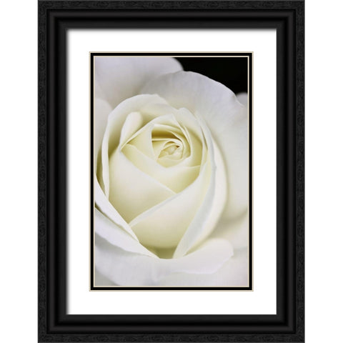 Rose White 7 Black Ornate Wood Framed Art Print with Double Matting by Schell, Jennie Marie